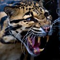 slides/_MG_4039.jpg wildlife, feline, big cat, cat, predator, fur, marking, clouded, leopard, eye, fang WBCS2 - Clouded Leopard
